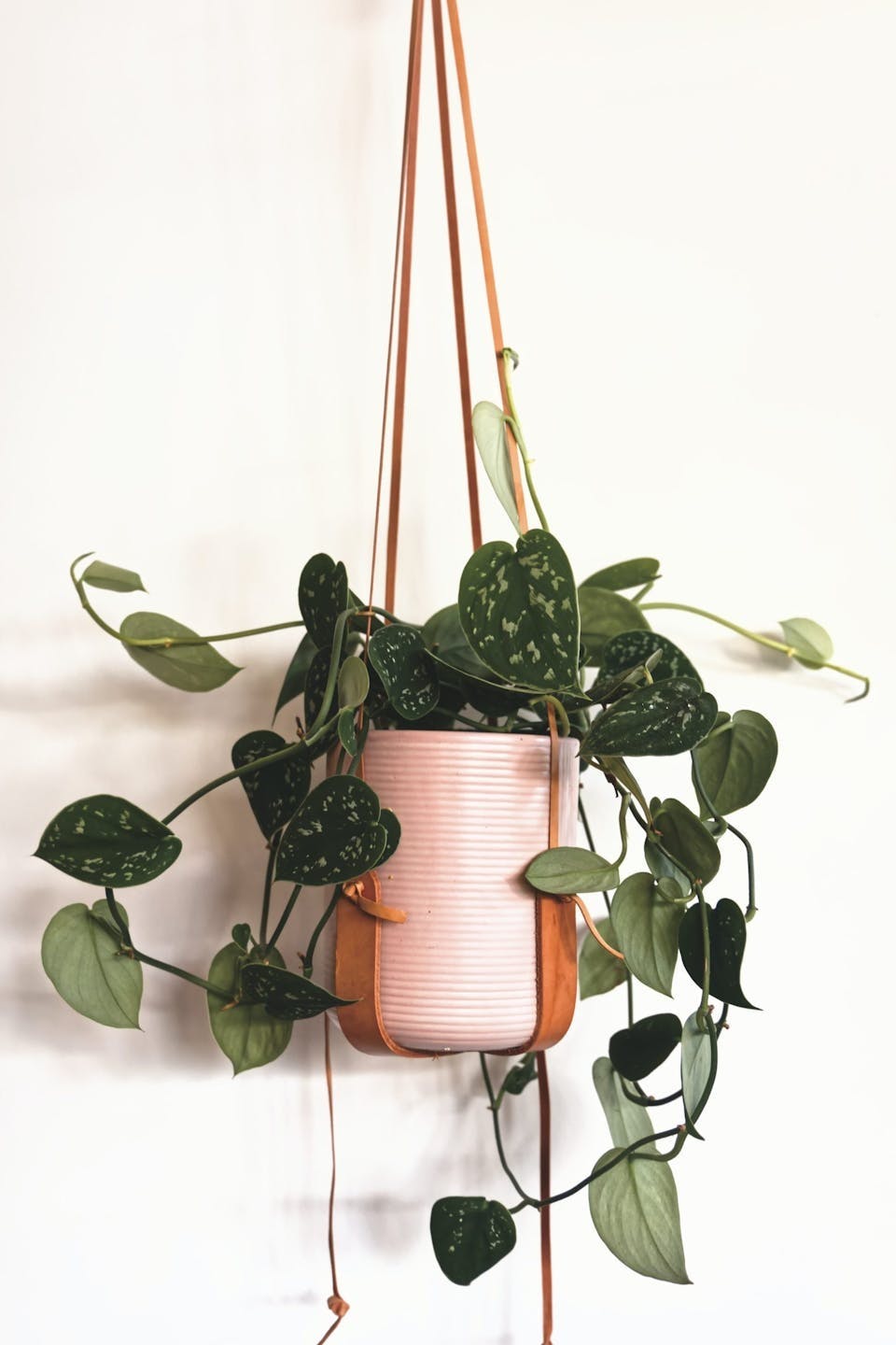 Planter til bad Planter til bad